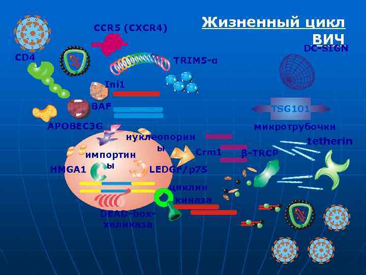 CCR 5 (CXCR 4) CD 4 Жизненный цикл ВИЧ DC-SIGN TRIM 5 -α Ini