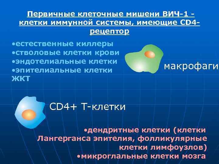 Первичные клеточные мишени ВИЧ-1 клетки иммунной системы, имеющие CD 4 рецептор • естественные киллеры