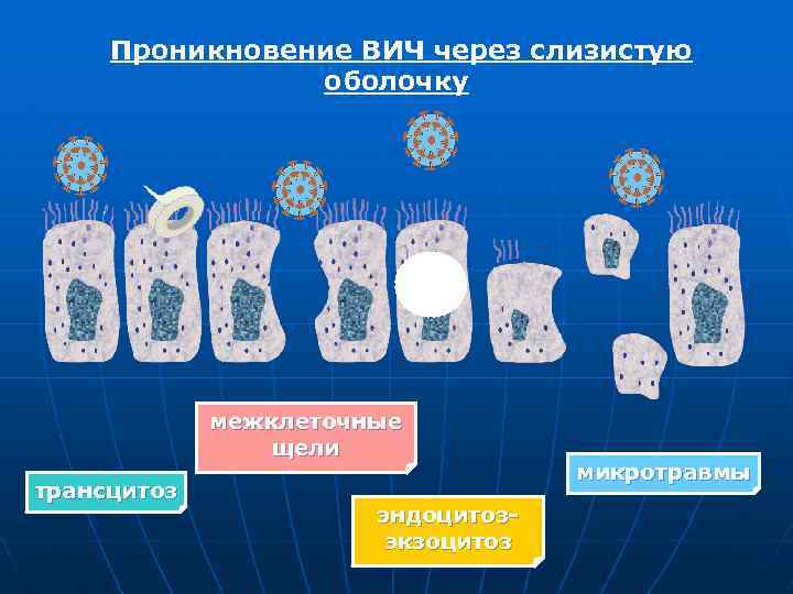 Проникновение ВИЧ через слизистую оболочку межклеточные щели трансцитоз эндоцитозэкзоцитоз микротравмы 
