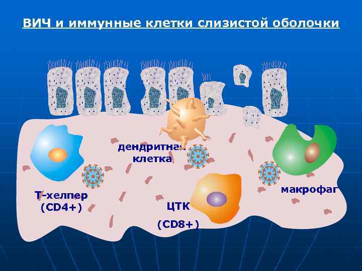 ВИЧ и иммунные клетки слизистой оболочки дендритная клетка Т-хелпер (CD 4+) макрофаг ЦТК (CD