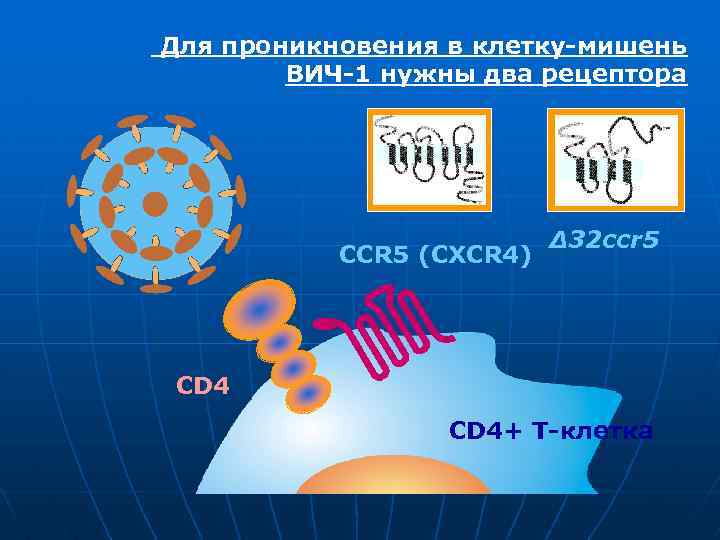 Для проникновения в клетку-мишень ВИЧ-1 нужны два рецептора CCR 5 (CXCR 4) Δ 32