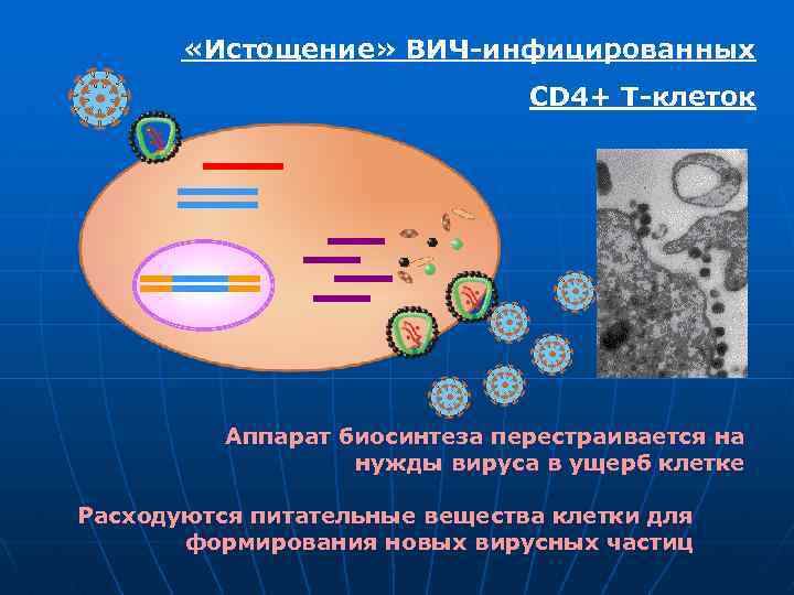  «Истощение» ВИЧ-инфицированных CD 4+ Т-клеток Аппарат биосинтеза перестраивается на нужды вируса в ущерб