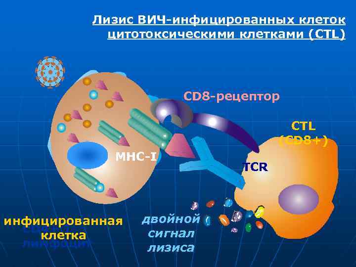 Лизис ВИЧ-инфицированных клеток цитотоксическими клетками (CTL) CD 8 -рецептор CTL (CD 8+) MHC-I инфицированная