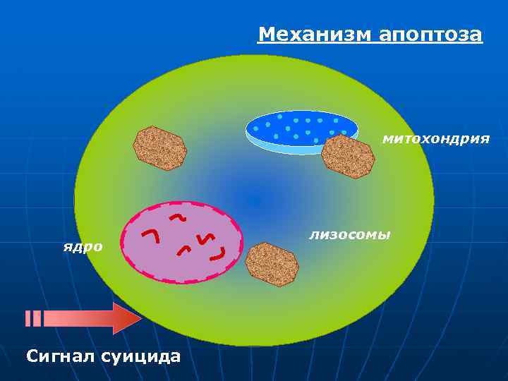 Механизм апоптоза митохондрия ядро Сигнал суицида лизосомы 