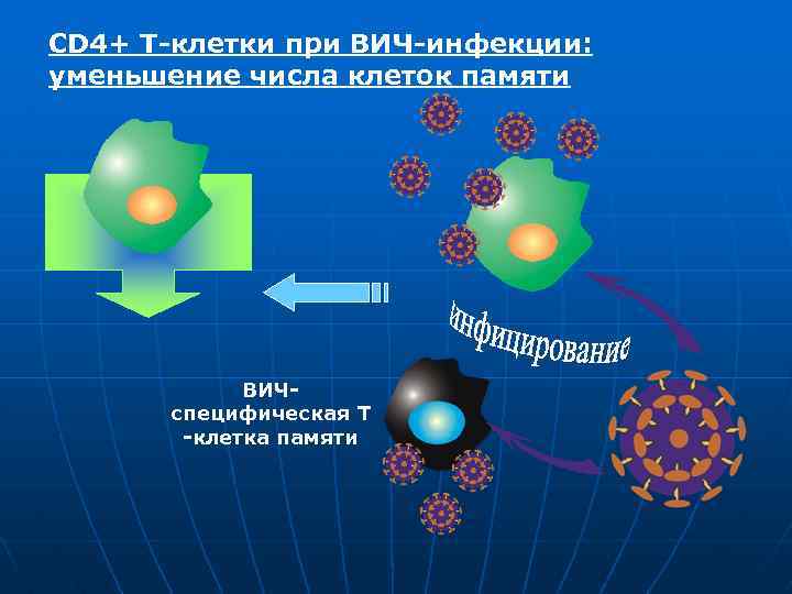 CD 4+ Т-клетки при ВИЧ-инфекции: уменьшение числа клеток памяти ВИЧспецифическая Т -клетка памяти 