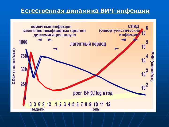 Естественная динамика ВИЧ-инфекции 