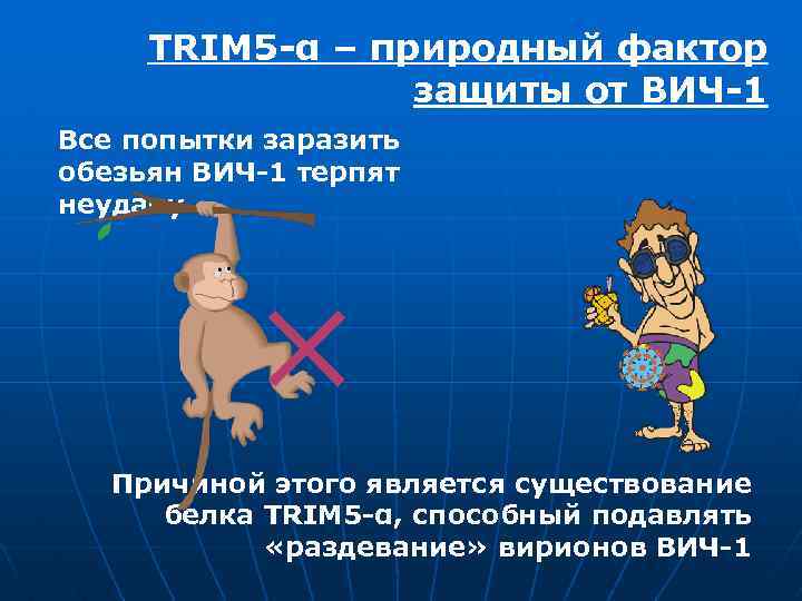TRIM 5 -α – природный фактор защиты от ВИЧ-1 Все попытки заразить обезьян ВИЧ-1