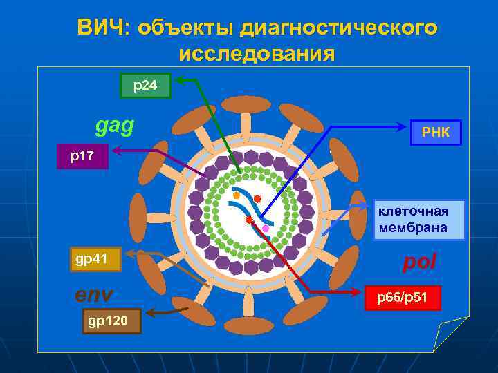 ВИЧ: объекты диагностического исследования p 24 gag РНК p 17 клеточная мембрана gp 41