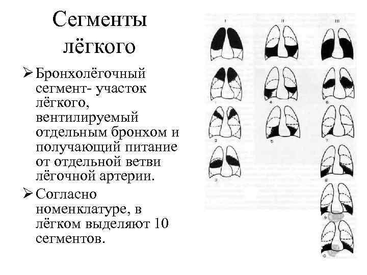 Сегменты легких на рентгенограмме схема