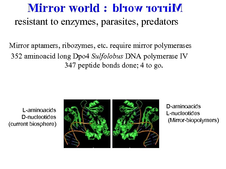 Mirror world : resistant to enzymes, parasites, predators Mirror aptamers, ribozymes, etc. require mirror