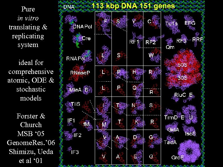 Pure in vitro translating & replicating system ideal for comprehensive atomic, ODE & stochastic