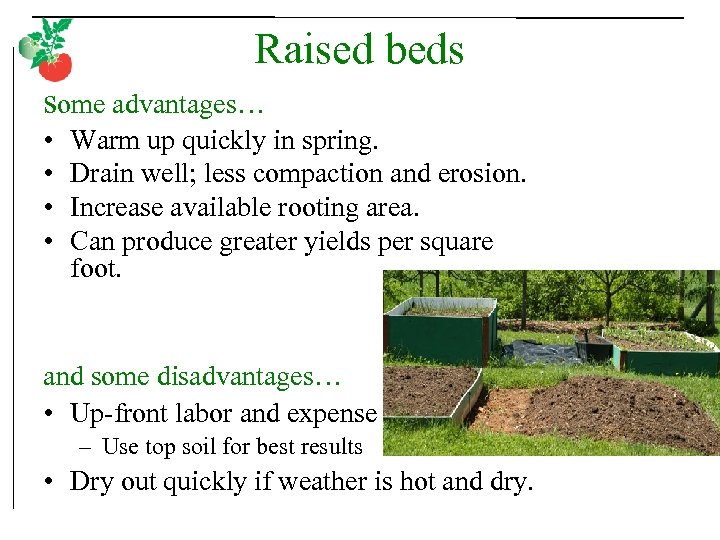 Raised beds some advantages… • • Warm up quickly in spring. Drain well; less