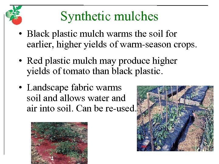 Synthetic mulches • Black plastic mulch warms the soil for earlier, higher yields of