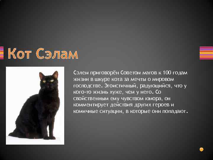 Как звали кота ведьмы сабрины. Кот Салем. Кот Сэлем цитата. Салем на каждый день.