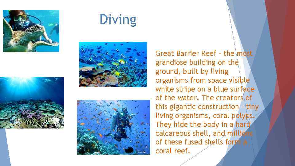 Diving Great Barrier Reef - the most grandiose building on the ground, built by