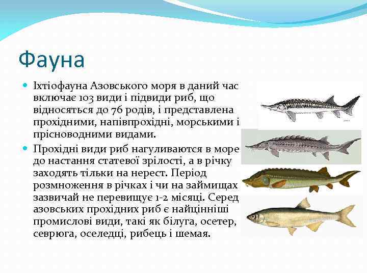 Фауна Іхтіофауна Азовського моря в даний час включає 103 види і підвиди риб, що