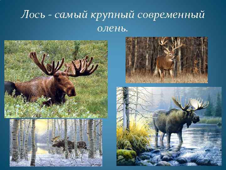 Лось - самый крупный современный олень. 