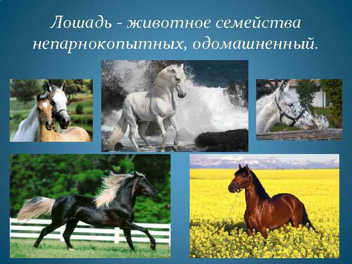 Лошадь - животное семейства непарнокопытных, одомашненный. 