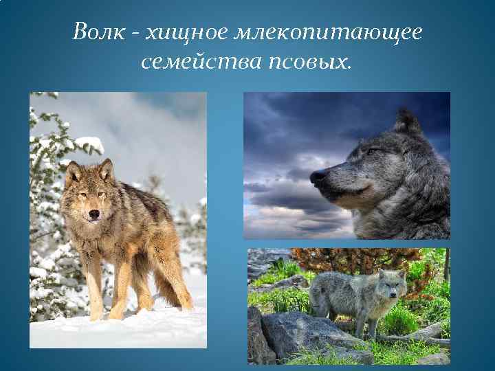 Волк - хищное млекопитающее семейства псовых. 