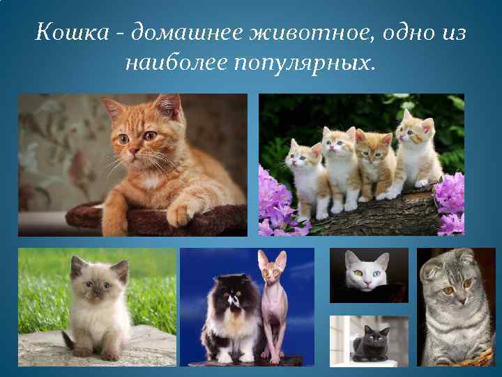 Кошка - домашнее животное, одно из наиболее популярных. 