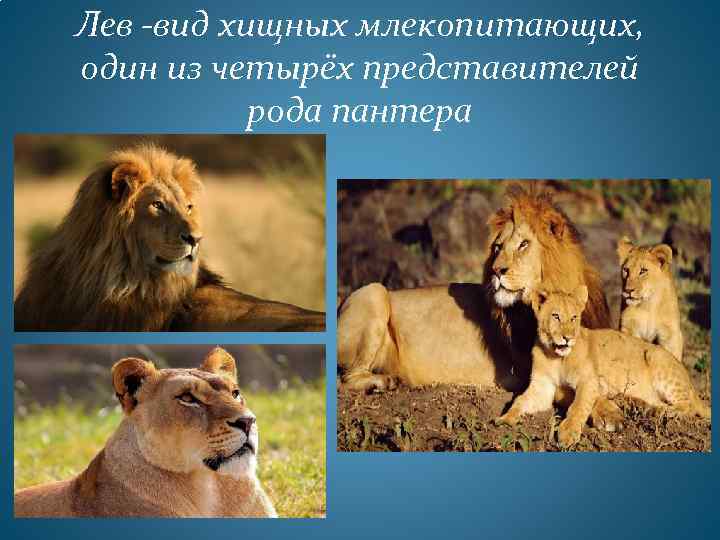 Лев -вид хищных млекопитающих, один из четырёх представителей рода пантера 