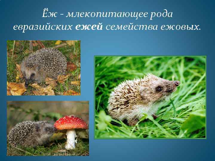 Ёж - млекопитающее рода евразийских ежей семейства ежовых. 