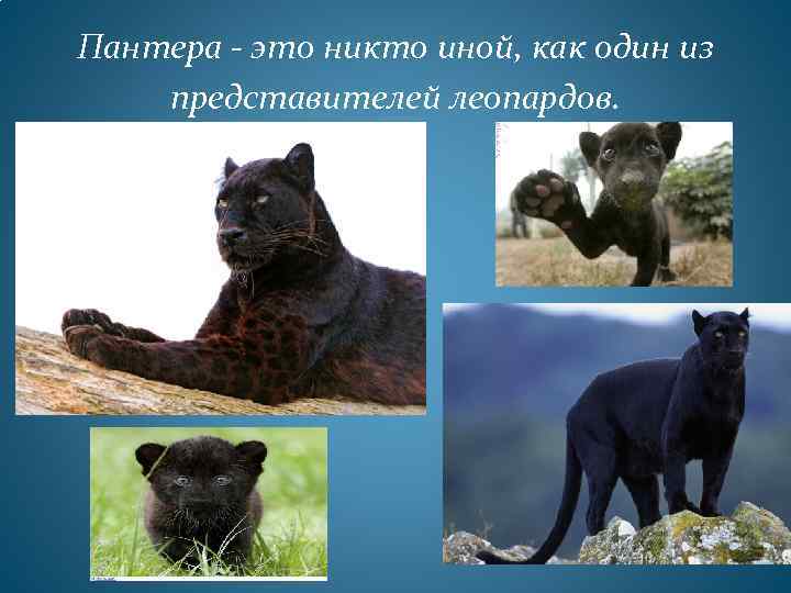 Пантера - это никто иной, как один из представителей леопардов. 