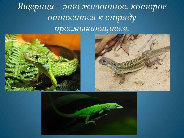 Ящерица – это животное, которое относится к отряду пресмыкающиеся. 
