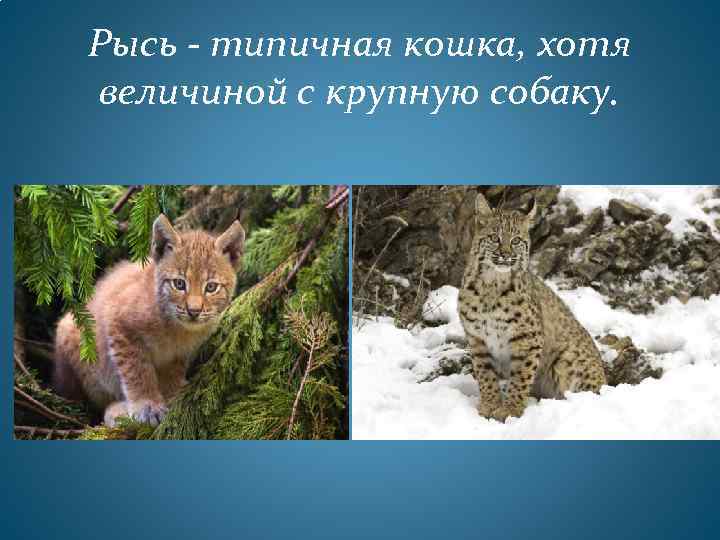 Рысь - типичная кошка, хотя величиной с крупную собаку. 