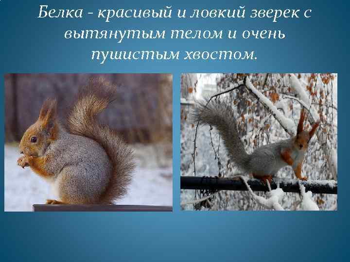 Белка - красивый и ловкий зверек с вытянутым телом и очень пушистым хвостом. 