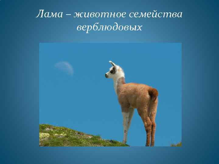 Лама – животное семейства верблюдовых 