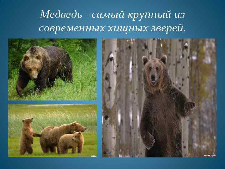 Медведь - самый крупный из современных хищных зверей. 