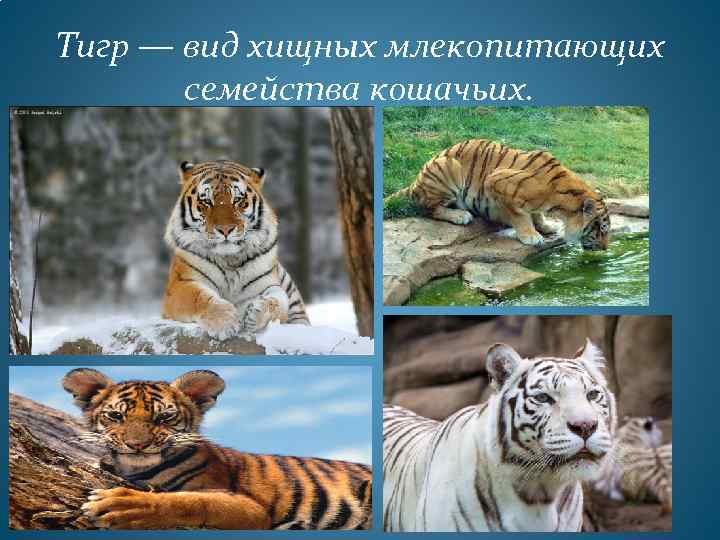 Тигр — вид хищных млекопитающих семейства кошачьих. 