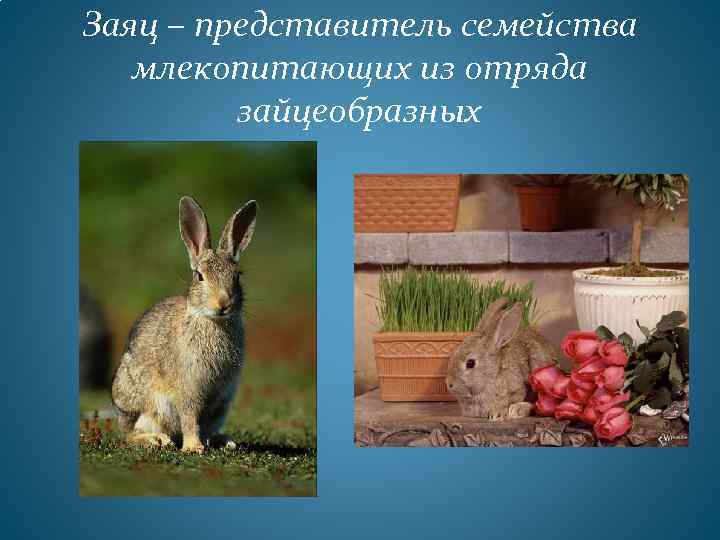Заяц – представитель семейства млекопитающих из отряда зайцеобразных 