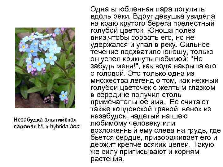  Одна влюбленная пара погулять вдоль реки. Вдруг девушка увидела на краю крутого берега