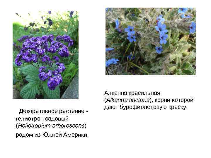  Декоративное растение - гелиотроп садовый (Heliotropium arborescens) родом из Южной Америки. Алканна красильная