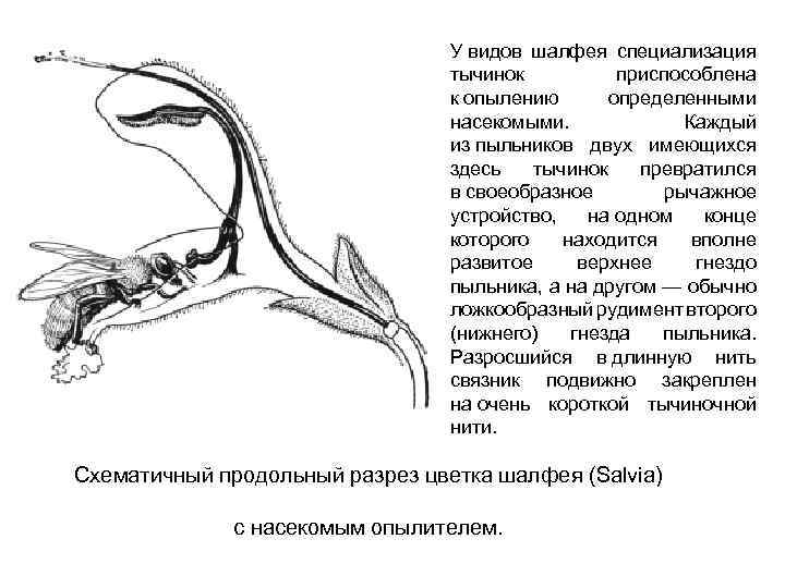У видов шалфея специализация тычинок приспособлена к опылению определенными насекомыми. Каждый из пыльников двух