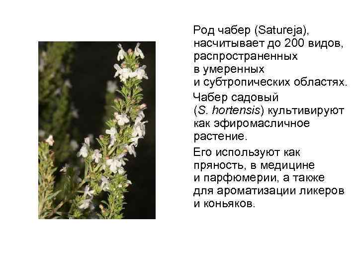  Род чабер (Satureja), насчитывает до 200 видов, распространенных в умеренных и субтропических областях.