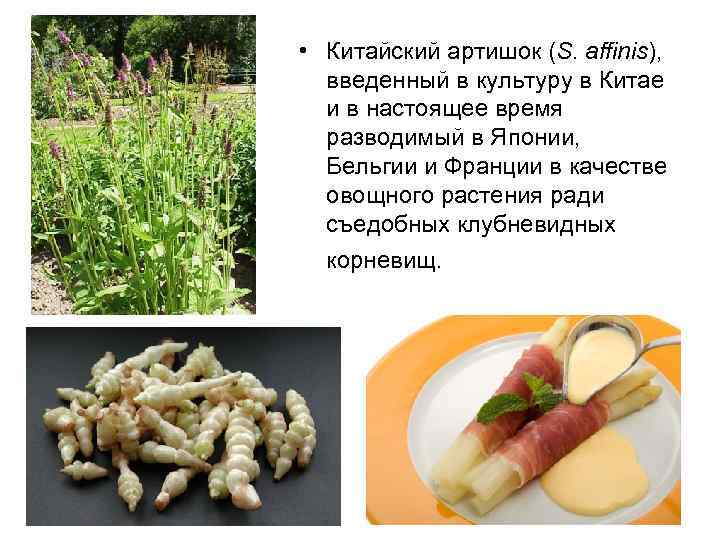  • Китайский артишок (S. affinis), введенный в культуру в Китае и в настоящее