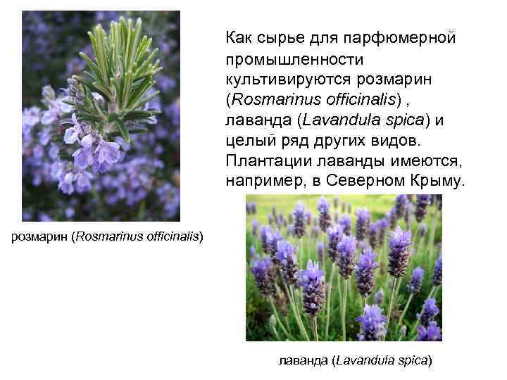  Как сырье для парфюмерной промышленности культивируются розмарин (Rosmarinus officinalis) , лаванда (Lavandula spica)