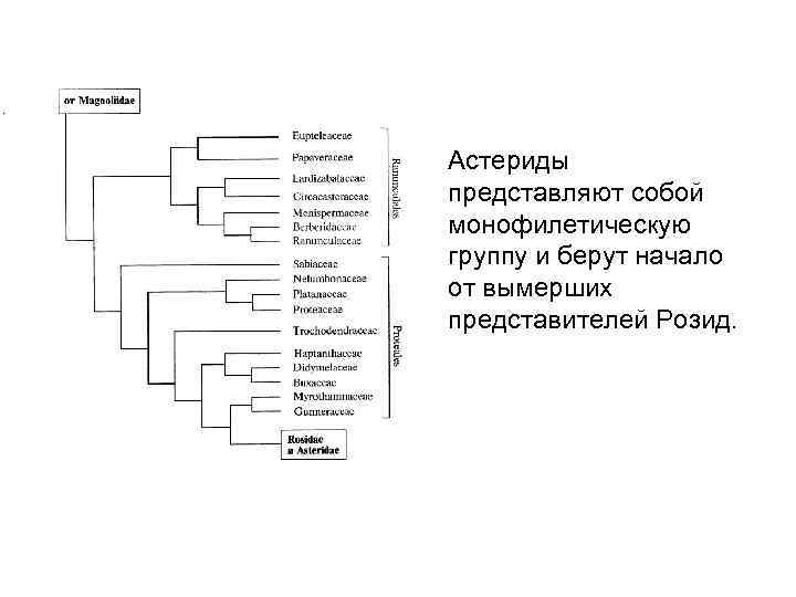 Схема полифилии вейденрейха