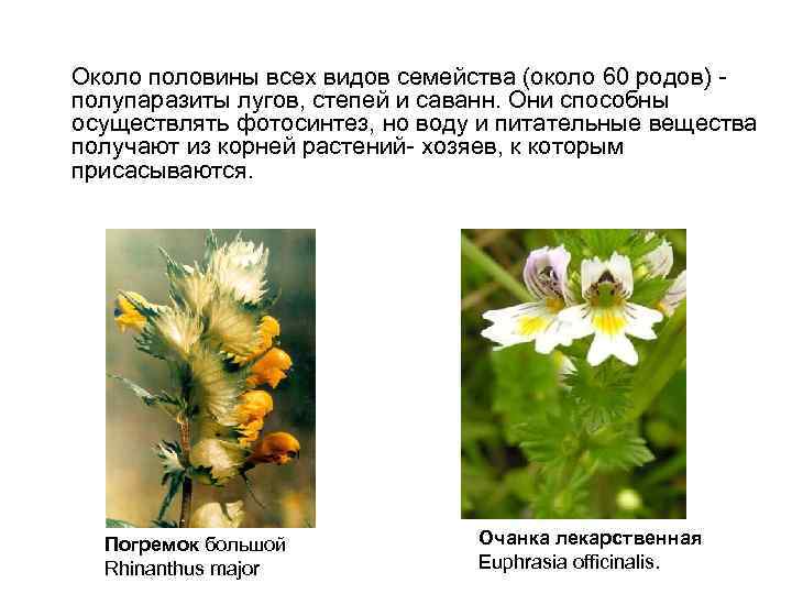  Около половины всех видов семейства (около 60 родов) - полупаразиты лугов, степей и