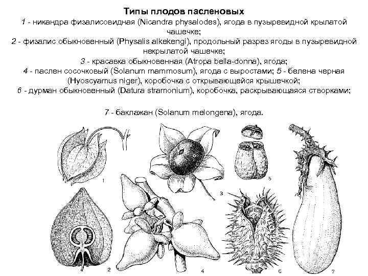 Типы плодов пасленовых 1 - никандра физалисовидная (Nicandra physalodes), ягода в пузыревидной крылатой чашечке;