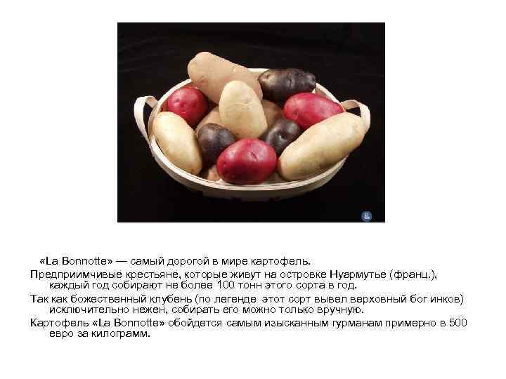  «La Bonnotte» — самый дорогой в мире картофель. Предприимчивые крестьяне, которые живут на