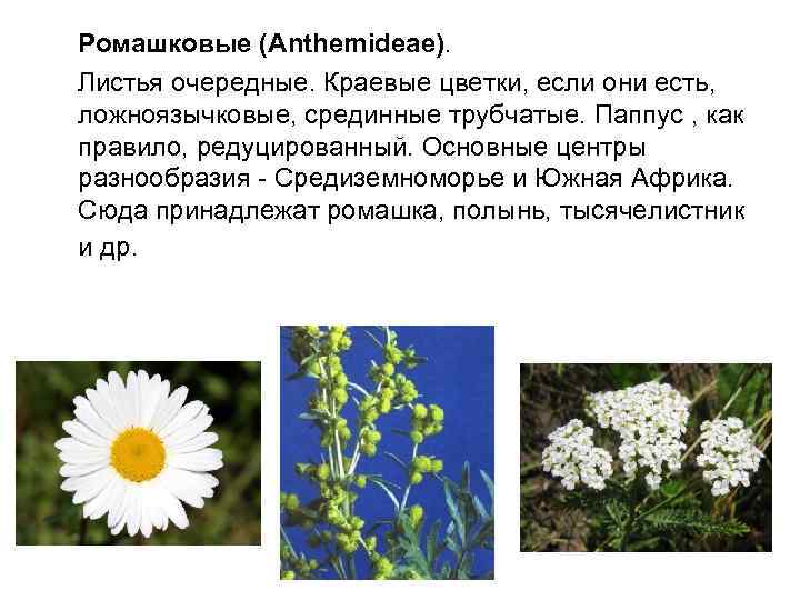 Ромашковые (Anthemideae). Листья очередные. Краевые цветки, если они есть, ложноязычковые, срединные трубчатые. Паппус ,