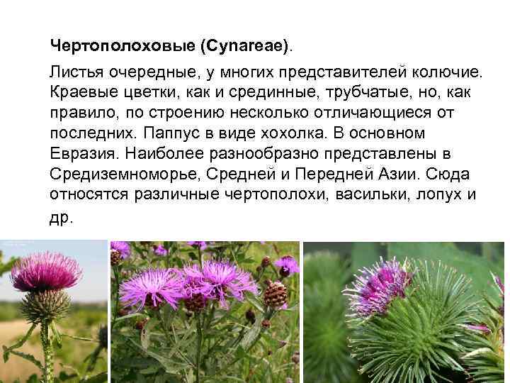 Чертополоховые (Сynarеае). Листья очередные, у многих представителей колючие. Краевые цветки, как и срединные, трубчатые,