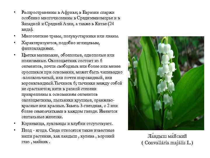  • • • Распространенны в Африке; в Евразии спаржи особенно многочисленны в Средиземноморье