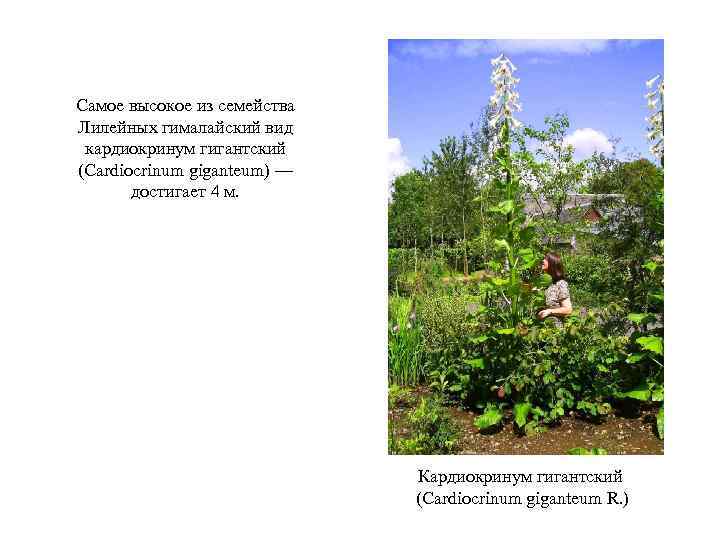 Самое высокое из семейства Лилейных гималайский вид кардиокринум гигантский (Cardiocrinum giganteum) — достигает 4