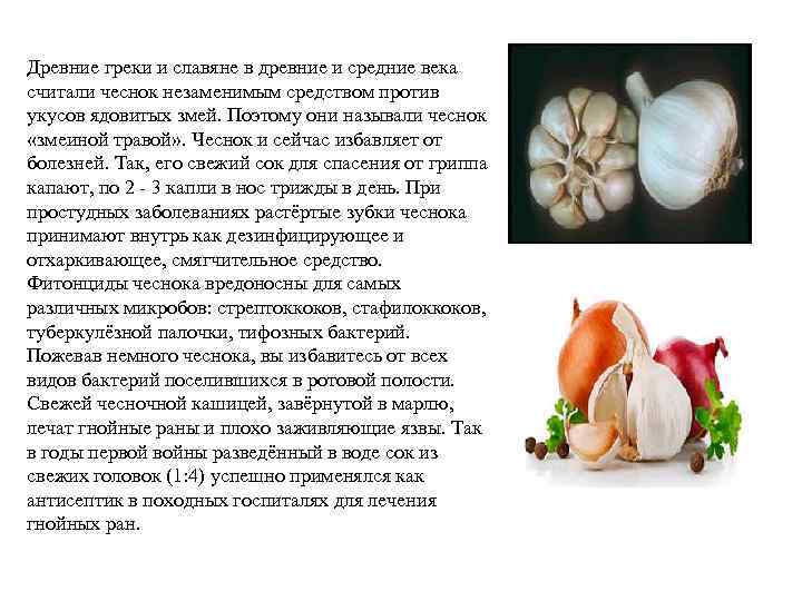Древние греки и славяне в древние и средние века считали чеснок незаменимым средством против