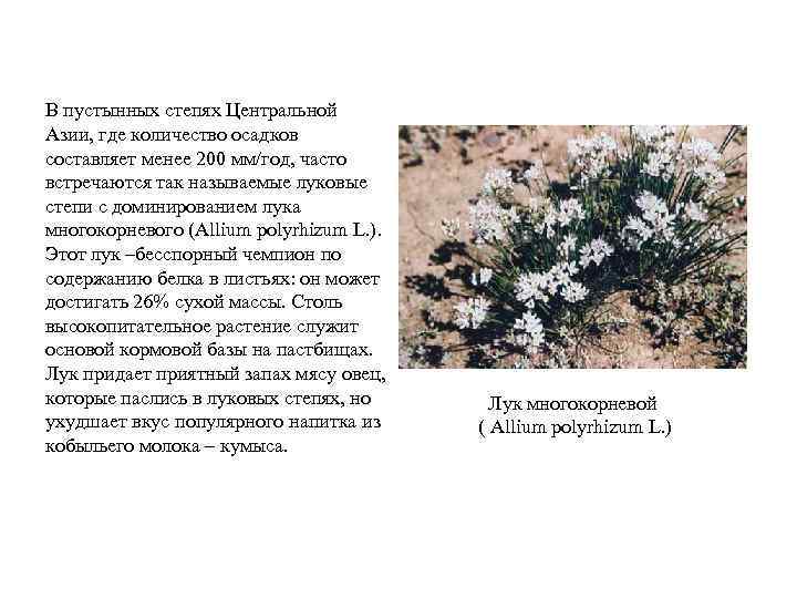 В пустынных степях Центральной Азии, где количество осадков составляет менее 200 мм/год, часто встречаются